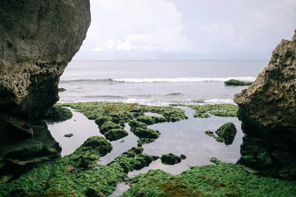 Quelle est la méthode la plus durable pour la production d'énergie à partir de la biomasse algale ?